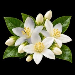 flor de azahar