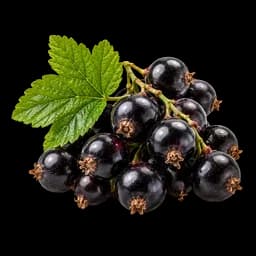 grosella negra