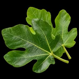 hoja de higo