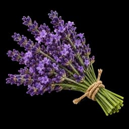 lavanda