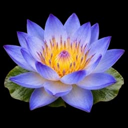 loto azul