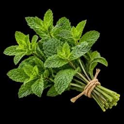 menta
