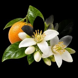 neroli