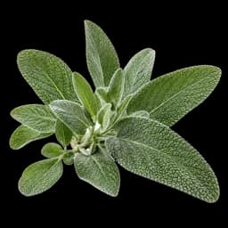 salvia romana