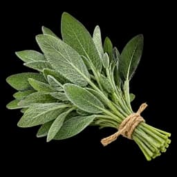 salvia